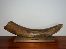 Load image into Gallery viewer, American Mastodon Fossil Nearly Complete Tusk 24 Inches No Repair!
