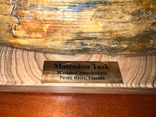 Load image into Gallery viewer, American Mastodon Fossil Nearly Complete Tusk 24 Inches No Repair!
