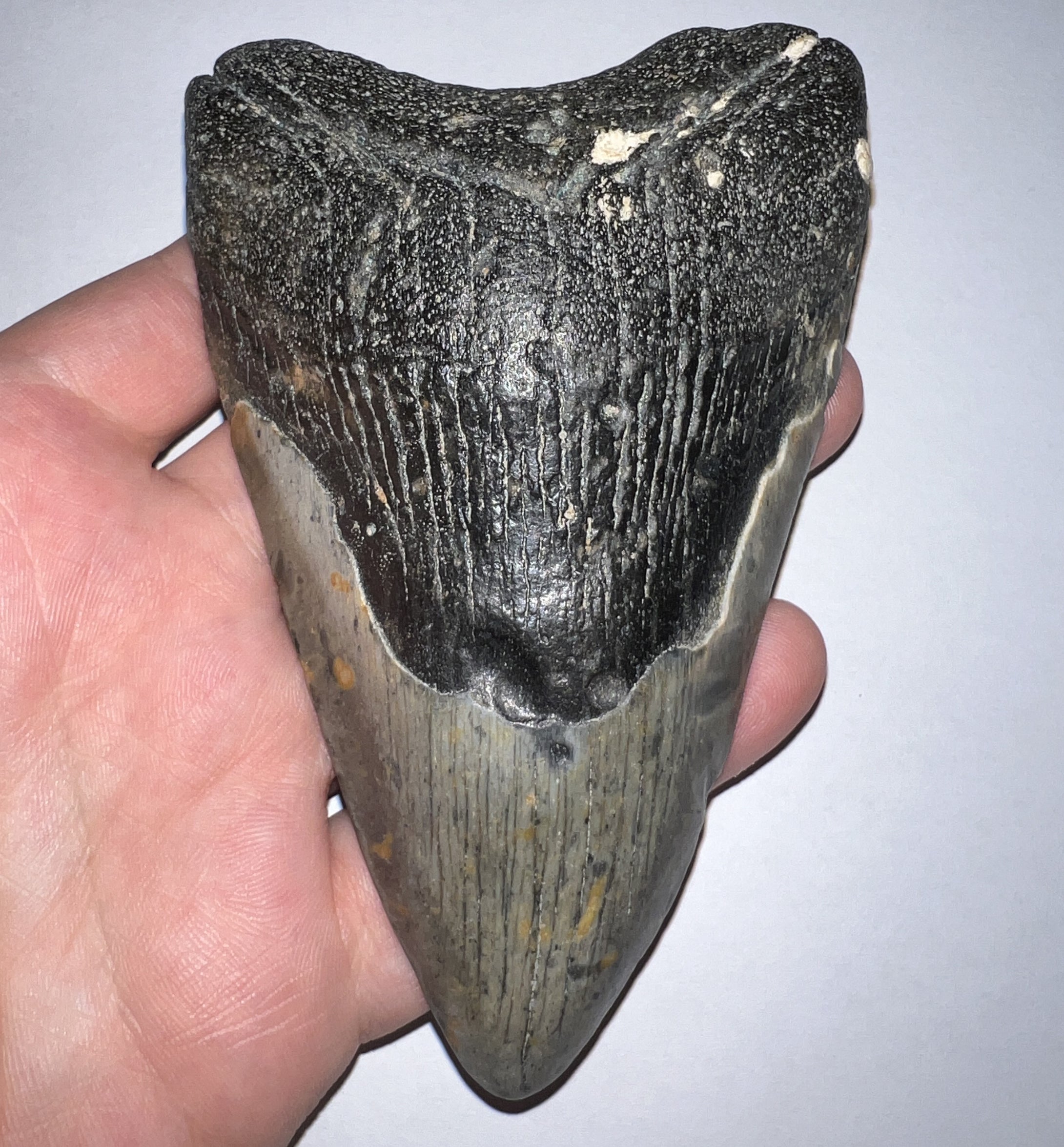 Huge Megalodon Fossil Shark Tooth 4.63 Inches! Not Repaired!