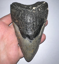 Load image into Gallery viewer, Huge Megalodon Fossil Shark Tooth 4.63 Inches! Not Repaired!
