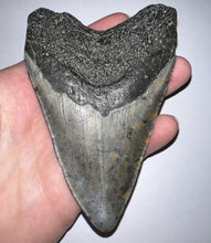 Load image into Gallery viewer, Huge Megalodon Fossil Shark Tooth 4.63 Inches! Not Repaired!
