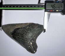 Load image into Gallery viewer, Huge Megalodon Fossil Shark Tooth 4.63 Inches! Not Repaired!
