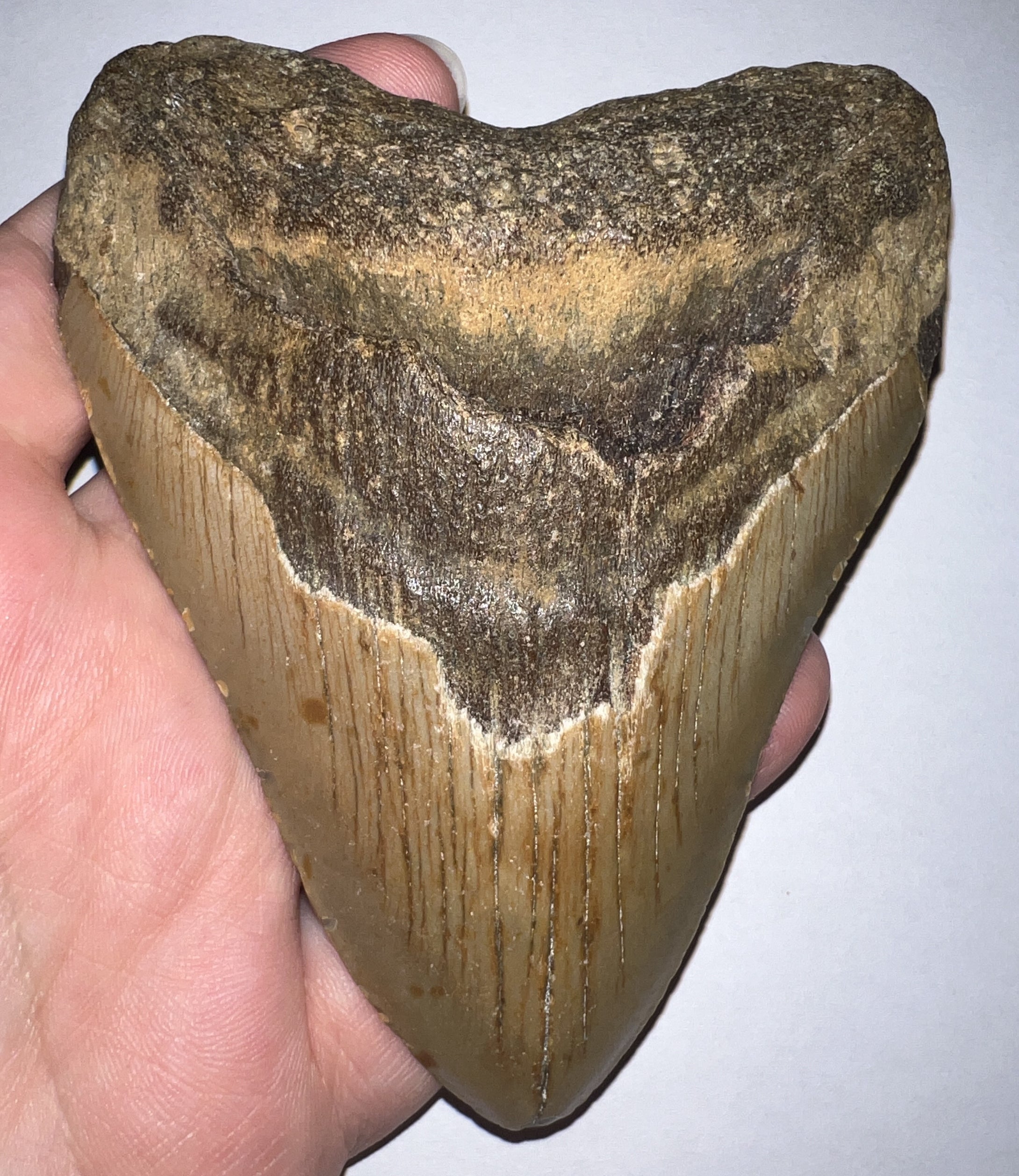 Large Megalodon Fossil Shark Tooth 4.3 Inches! Not Repaired!