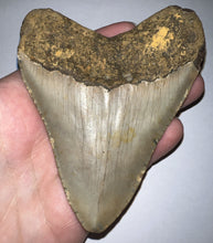 Load image into Gallery viewer, Large Megalodon Fossil Shark Tooth 4.3 Inches! Not Repaired!
