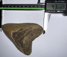 Load image into Gallery viewer, Large Megalodon Fossil Shark Tooth 4.3 Inches! Not Repaired!
