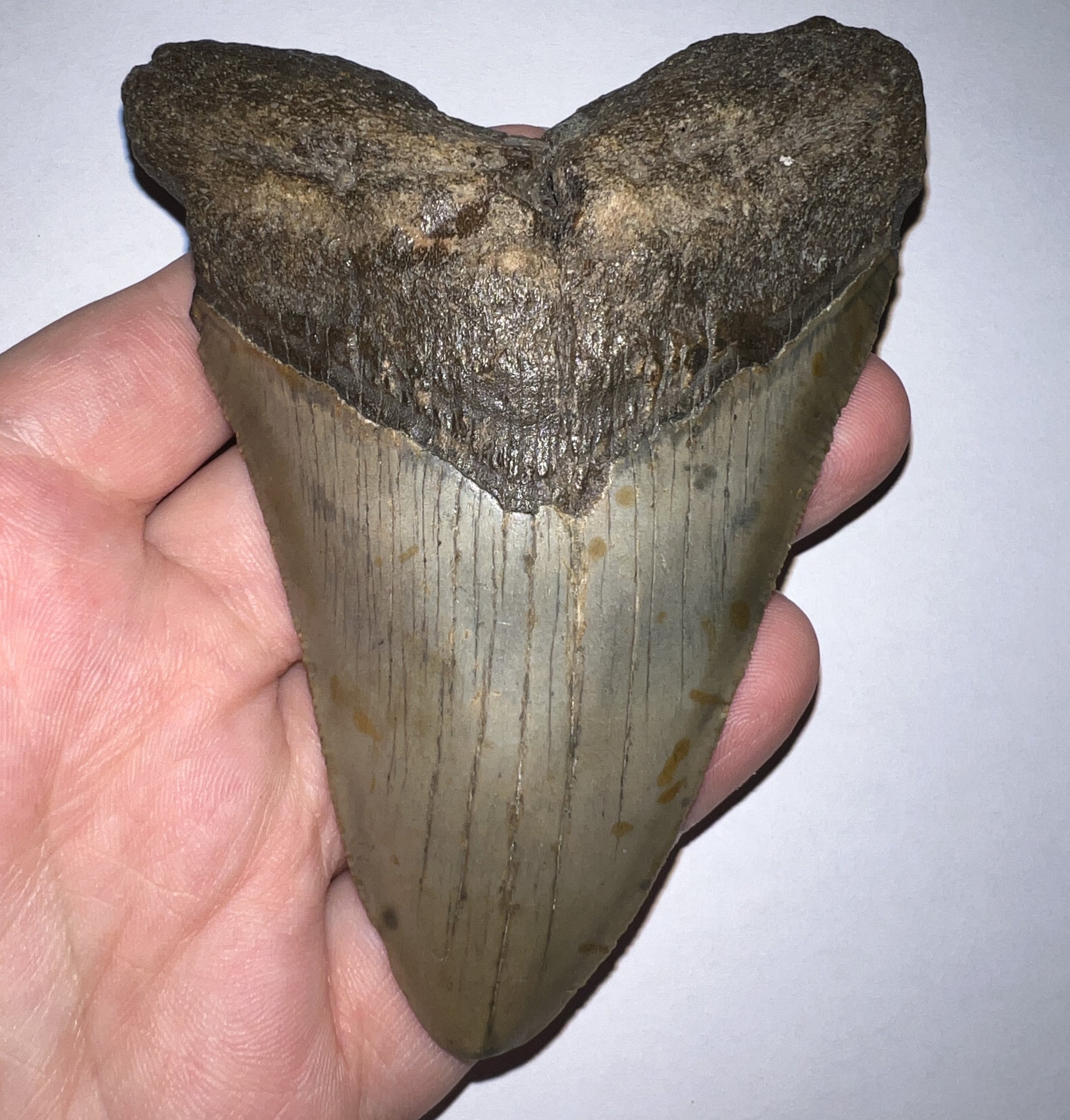 Large Megalodon Fossil Shark Tooth 4.31 Inches Great Serrations! Not Repaired!