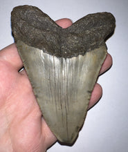 Load image into Gallery viewer, Large Megalodon Fossil Shark Tooth 4.31 Inches Great Serrations! Not Repaired!
