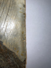 Load image into Gallery viewer, Large Megalodon Fossil Shark Tooth 4.31 Inches Great Serrations! Not Repaired!
