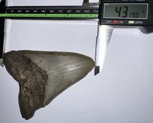 Load image into Gallery viewer, Large Megalodon Fossil Shark Tooth 4.31 Inches Great Serrations! Not Repaired!
