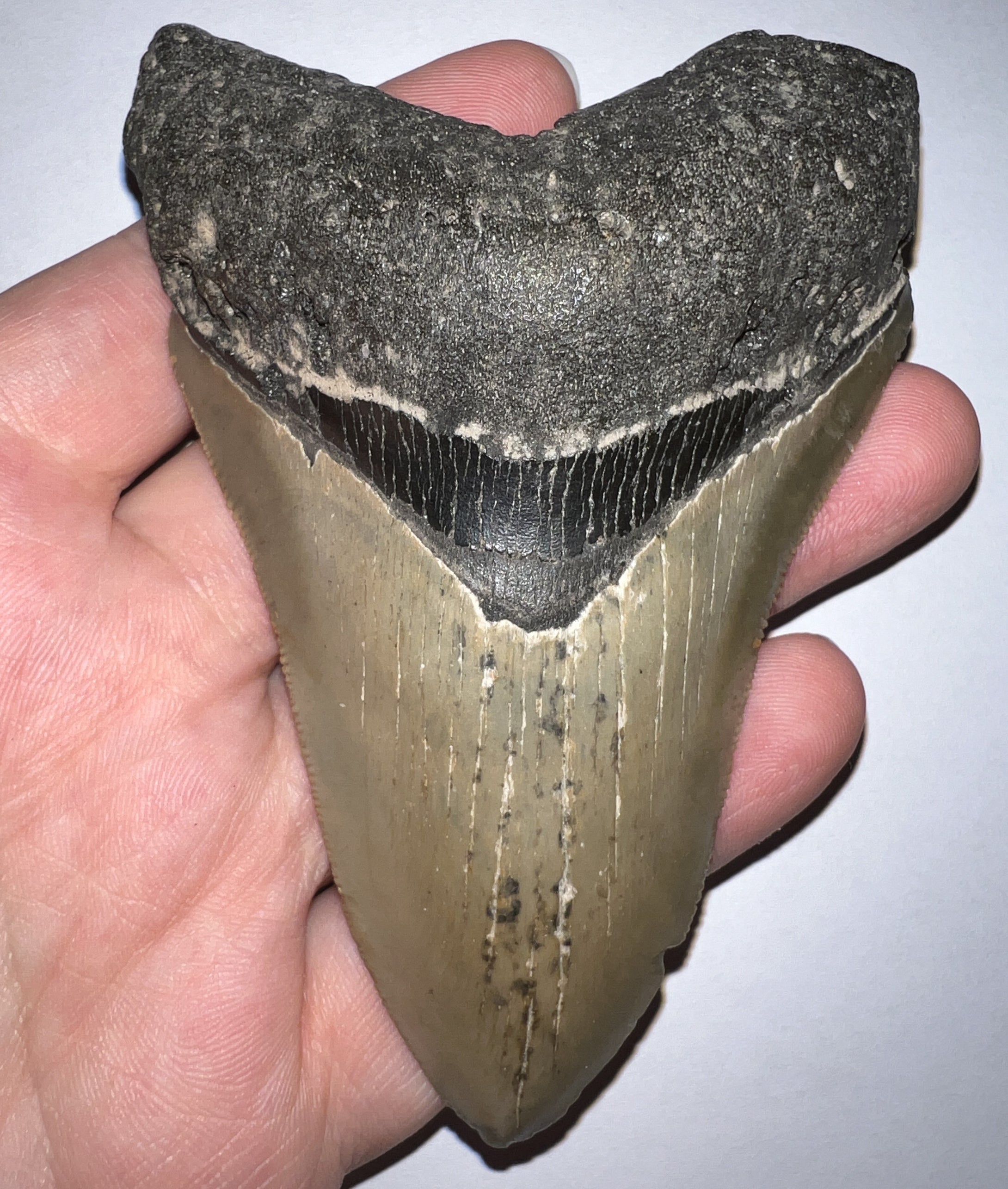 Large Megalodon Fossil Shark Tooth 4.26 Inches Incredible Serrations! Not Repaired!