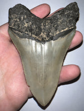 Load image into Gallery viewer, Large Megalodon Fossil Shark Tooth 4.26 Inches Incredible Serrations! Not Repaired!
