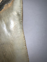 Load image into Gallery viewer, Large Megalodon Fossil Shark Tooth 4.26 Inches Incredible Serrations! Not Repaired!
