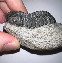 Load image into Gallery viewer, Gem Reedops Fossil Trilobite 1.93 Inches
