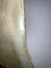 Load image into Gallery viewer, Large Megalodon Fossil Shark Tooth 4.26 Inches Incredible Serrations! Not Repaired!
