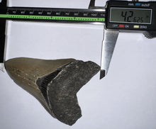 Load image into Gallery viewer, Large Megalodon Fossil Shark Tooth 4.26 Inches Incredible Serrations! Not Repaired!
