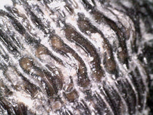 Load image into Gallery viewer, Hollardops Fossil Trilobite 1.8 Inches
