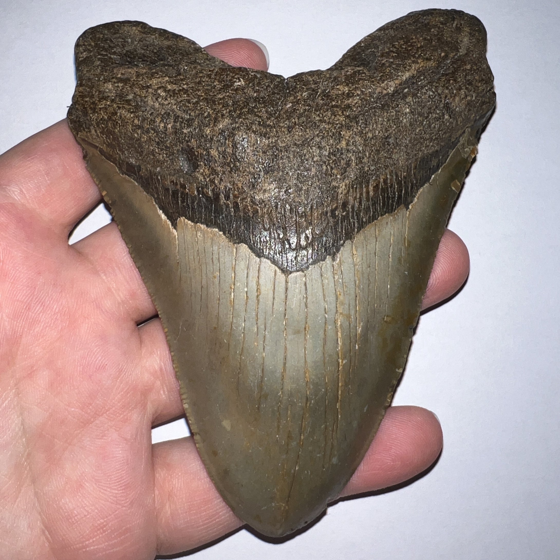 Huge Megalodon Fossil Shark Tooth 4.8 Inches Great Serrations! Not Repaired!