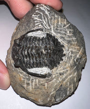 Load image into Gallery viewer, Hollardops Fossil Trilobite 1.8 Inches

