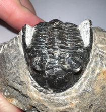 Load image into Gallery viewer, Hollardops Fossil Trilobite 1.8 Inches
