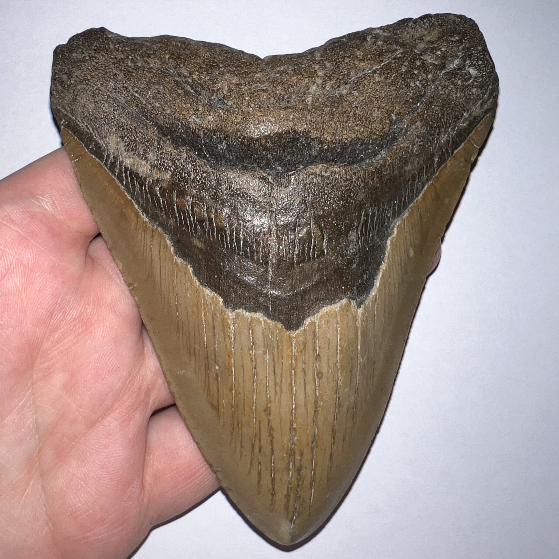 Huge Megalodon Fossil Shark Tooth 4.87 Inches Great Serrations! Not Repaired!