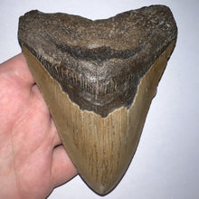 Load image into Gallery viewer, Huge Megalodon Fossil Shark Tooth 4.87 Inches Great Serrations! Not Repaired!
