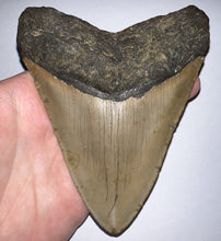 Load image into Gallery viewer, Huge Megalodon Fossil Shark Tooth 4.87 Inches Great Serrations! Not Repaired!
