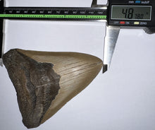 Load image into Gallery viewer, Huge Megalodon Fossil Shark Tooth 4.87 Inches Great Serrations! Not Repaired!
