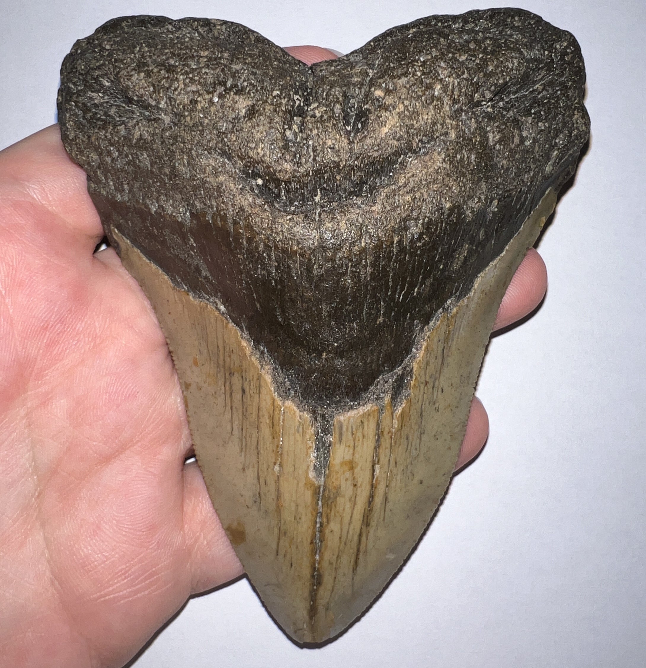 Huge Megalodon Fossil Shark Tooth 4.93 Inches Incredible Serrations! Not Repaired!