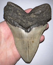 Load image into Gallery viewer, Huge Megalodon Fossil Shark Tooth 4.93 Inches Incredible Serrations! Not Repaired!
