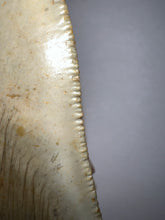 Load image into Gallery viewer, Huge Megalodon Fossil Shark Tooth 4.93 Inches Incredible Serrations! Not Repaired!
