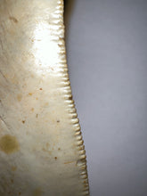 Load image into Gallery viewer, Huge Megalodon Fossil Shark Tooth 4.93 Inches Incredible Serrations! Not Repaired!
