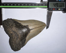 Load image into Gallery viewer, Huge Megalodon Fossil Shark Tooth 4.93 Inches Incredible Serrations! Not Repaired!
