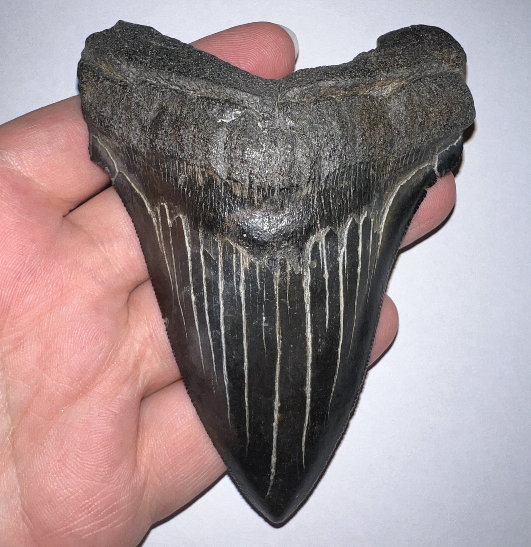 Large Megalodon Jet Black Fossil Shark Tooth 4.31 Inches Incredible Serrations! Not Repaired!