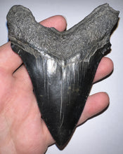 Load image into Gallery viewer, Large Megalodon Jet Black Fossil Shark Tooth 4.31 Inches Incredible Serrations! Not Repaired!
