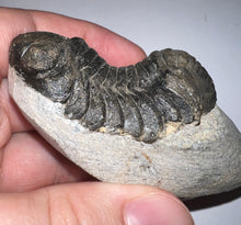 Load image into Gallery viewer, Huge Morocops Fossil Trilobite 2.5 Inches
