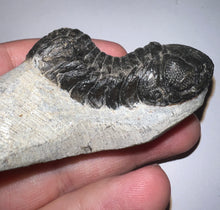 Load image into Gallery viewer, Huge Morocops Fossil Trilobite 2.5 Inches

