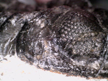 Load image into Gallery viewer, Huge Morocops Fossil Trilobite 2.5 Inches

