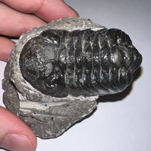 Load image into Gallery viewer, Large Morocops Fossil Trilobite 2.25 Inches
