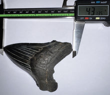 Load image into Gallery viewer, Large Megalodon Jet Black Fossil Shark Tooth 4.31 Inches Incredible Serrations! Not Repaired!
