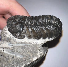 Load image into Gallery viewer, Large Morocops Fossil Trilobite 2.25 Inches
