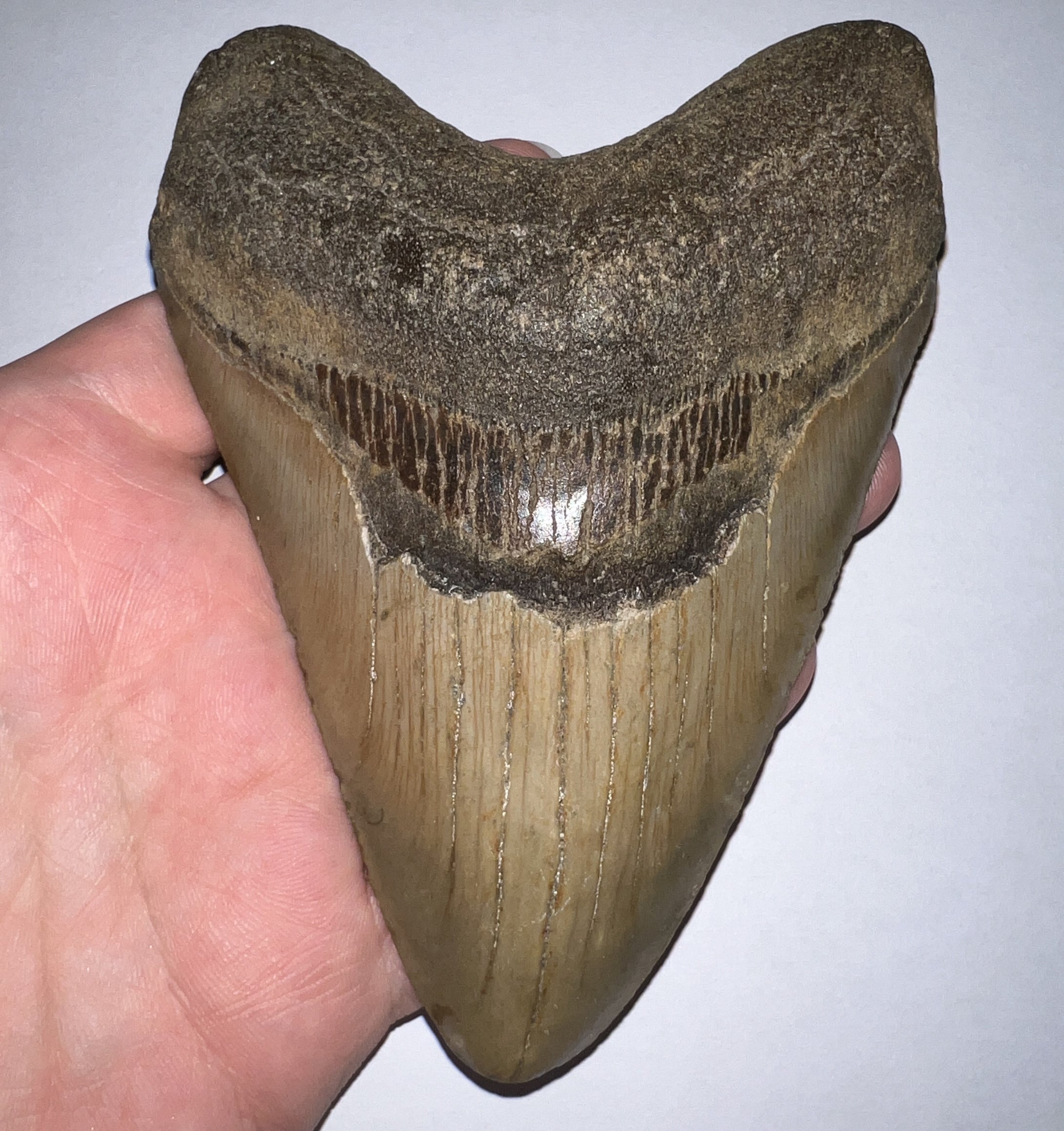 Huge Megalodon Fossil Shark Tooth 5.2 Inches! Not Repaired! Great Serrations!