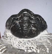 Load image into Gallery viewer, Large Morocops Fossil Trilobite 2.25 Inches
