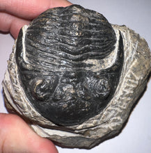 Load image into Gallery viewer, Hollardops Huge Fossil Trilobite 2.5 Inches
