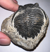 Load image into Gallery viewer, Hollardops Huge Fossil Trilobite 2.5 Inches
