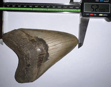 Load image into Gallery viewer, Huge Megalodon Fossil Shark Tooth 5.2 Inches! Not Repaired! Great Serrations!
