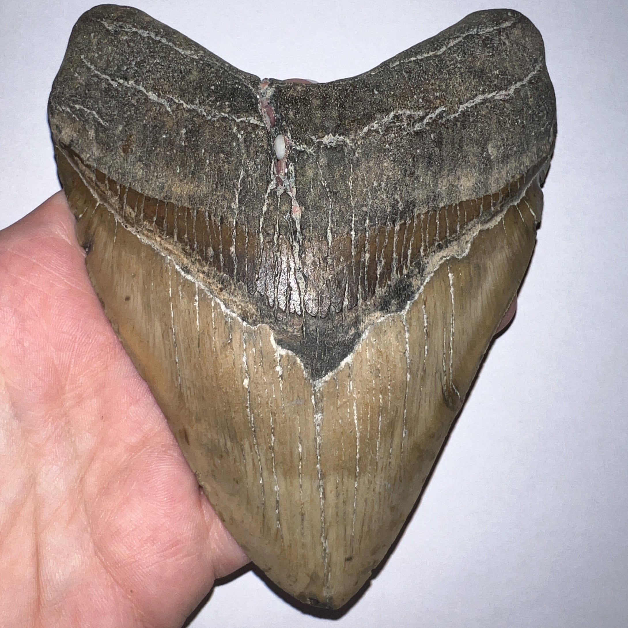 Huge Megalodon Fossil Shark Tooth 5.45 Inches! Not Repaired! Great Serrations!