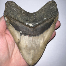 Load image into Gallery viewer, Huge Megalodon Fossil Shark Tooth 5.45 Inches! Not Repaired! Great Serrations!
