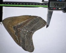 Load image into Gallery viewer, Huge Megalodon Fossil Shark Tooth 5.45 Inches! Not Repaired! Great Serrations!
