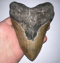 Load image into Gallery viewer, HUGE Megalodon Fossil Shark Tooth 5.55 Inches! Not Repaired! Incredible Serrations!
