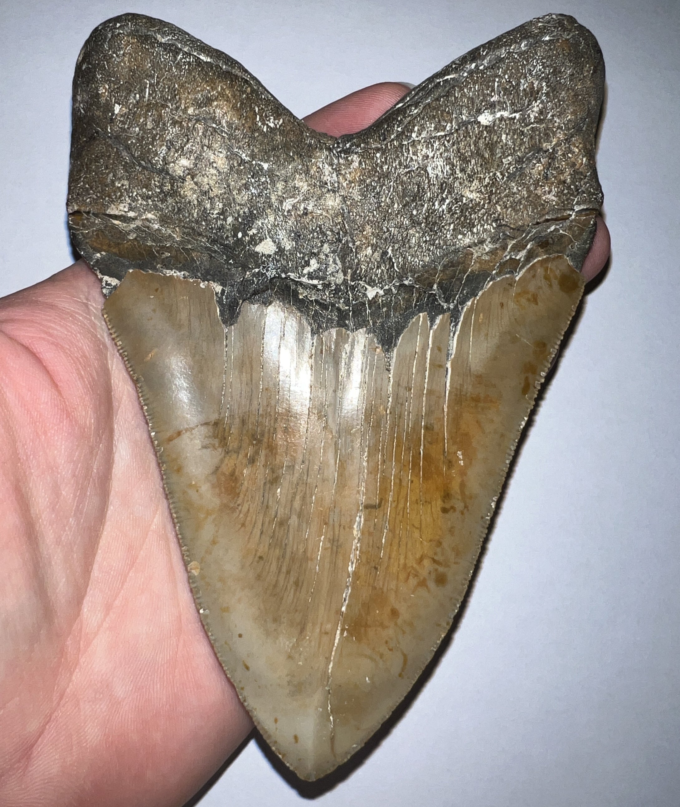 HUGE Megalodon Fossil Shark Tooth 5.55 Inches! Not Repaired! Incredible Serrations!